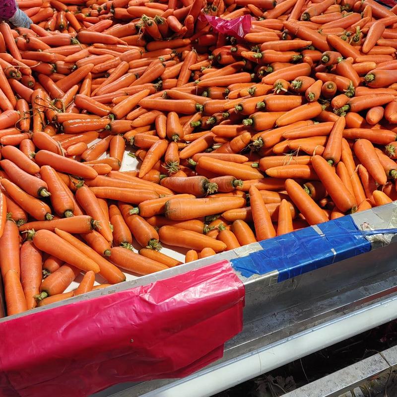 《精》三红胡萝卜中条小条大头各种规格产地直发货源充足质保