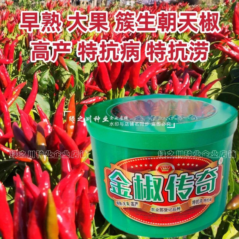 金椒传奇朝天椒种子簇生朝天椒种子早熟大果特抗病抗涝