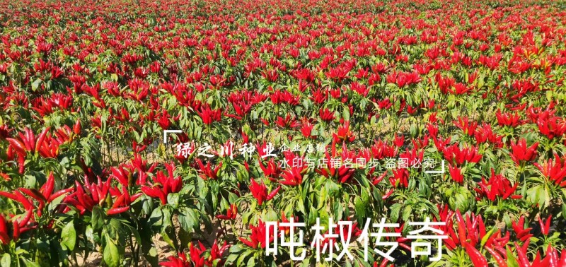 金椒传奇朝天椒种子簇生朝天椒种子早熟大果特抗病抗涝
