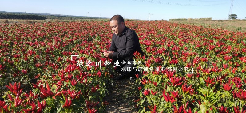金椒传奇朝天椒种子簇生朝天椒种子早熟大果特抗病抗涝
