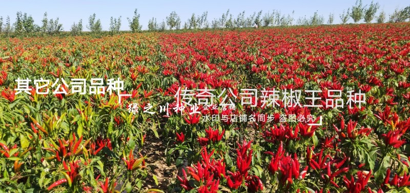 金椒传奇朝天椒种子簇生朝天椒种子早熟大果特抗病抗涝