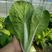 快菜种子28天小白菜种子耐热耐湿抗病性强适应性广