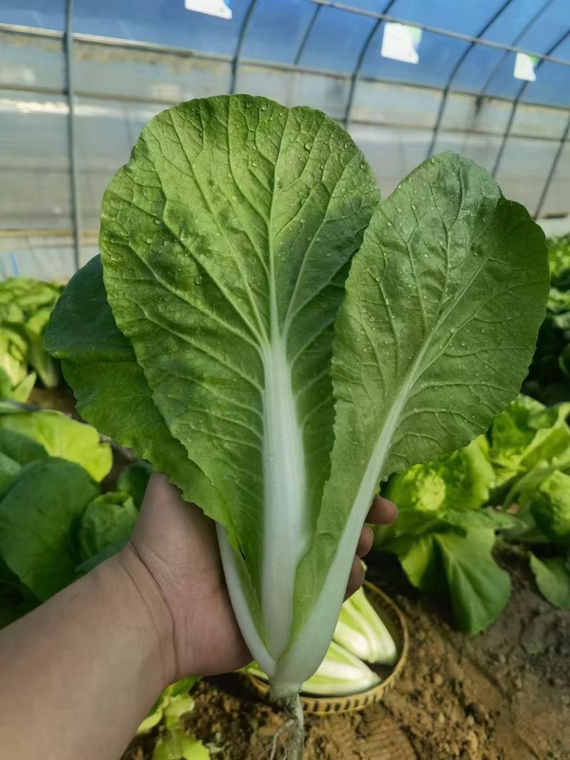 快菜种子28天小白菜种子耐热耐湿抗病性强适应性广