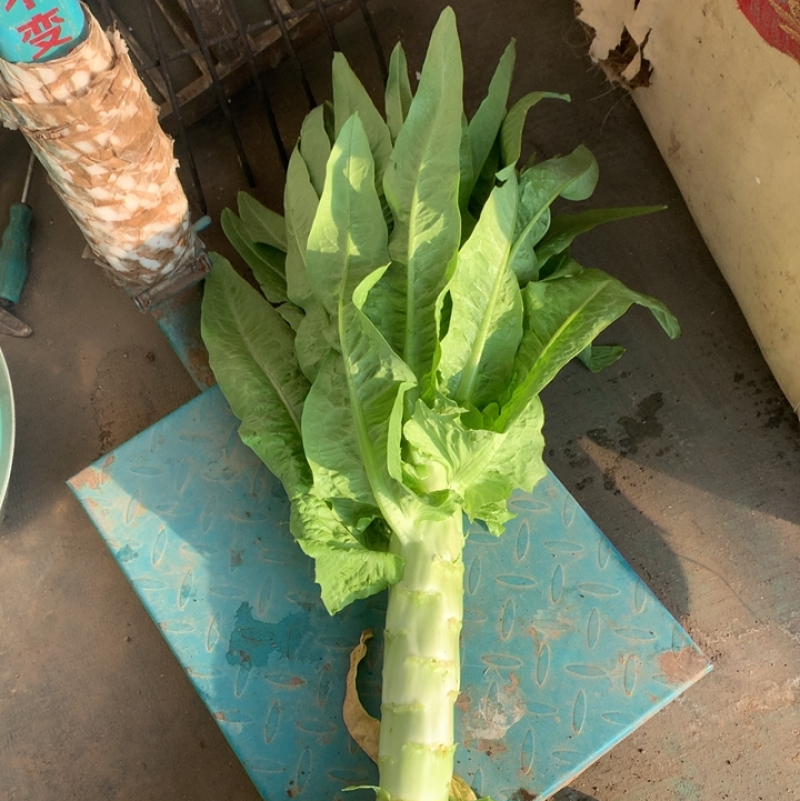 三青无霜霉精品