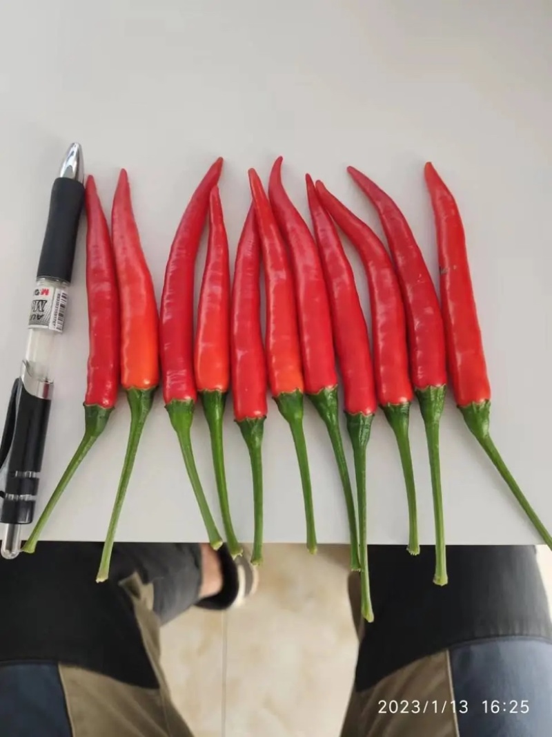 🔥小米辣商丘小米椒大量上市全国发货品质保证