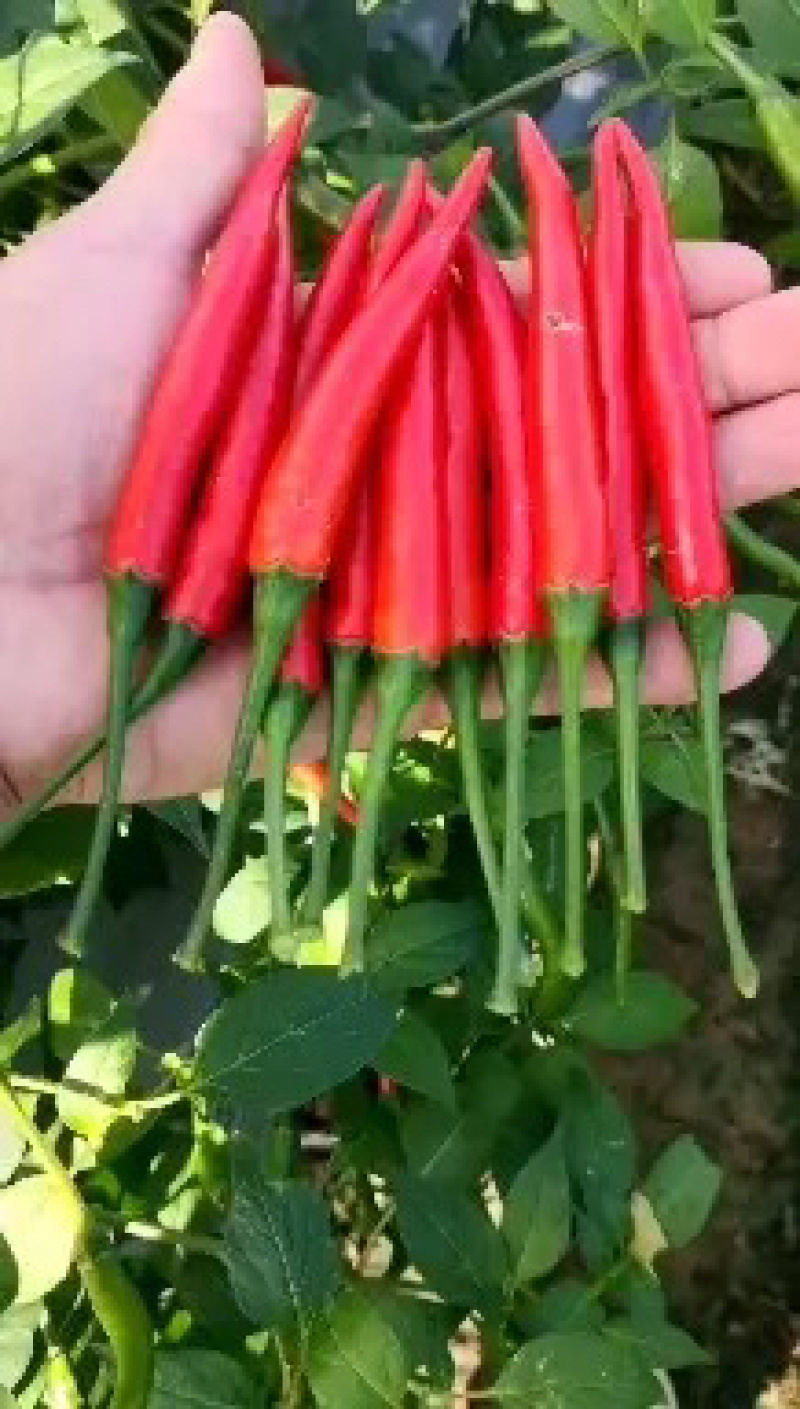 🔥小米辣商丘小米椒大量上市全国发货品质保证