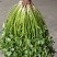 精品香菜，铁杆青，大叶香菜，一手货源，质量好，货发全国