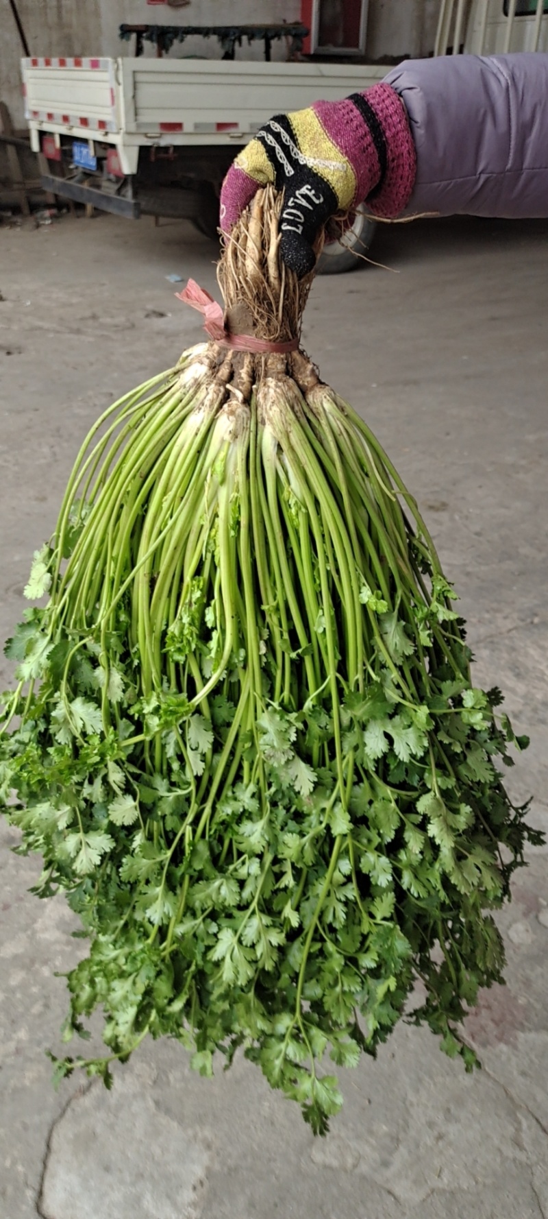 精品香菜，铁杆青，大叶香菜，一手货源，质量好，货发全国