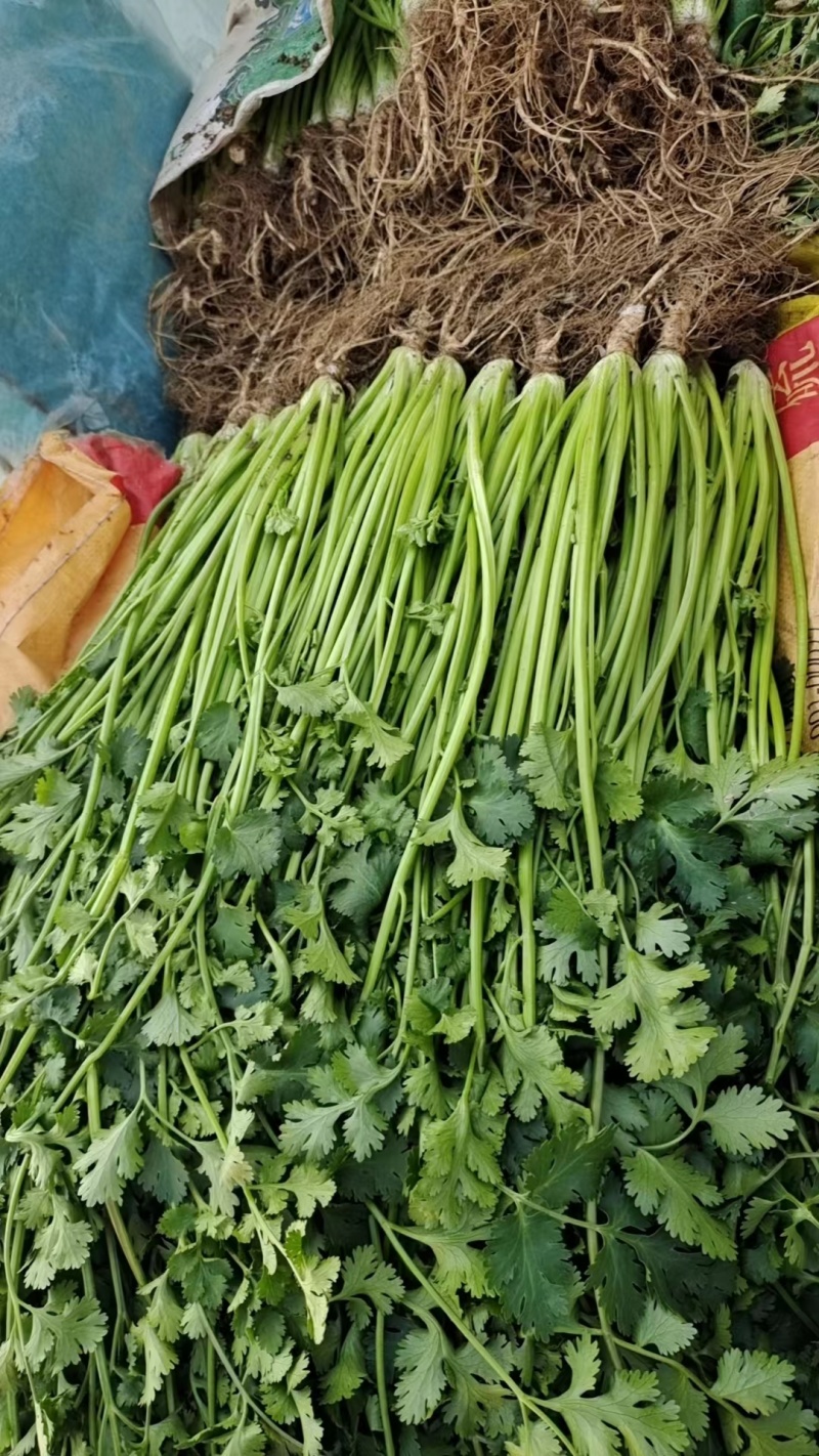 精品香菜，铁杆青，大叶香菜，一手货源，质量好，货发全国