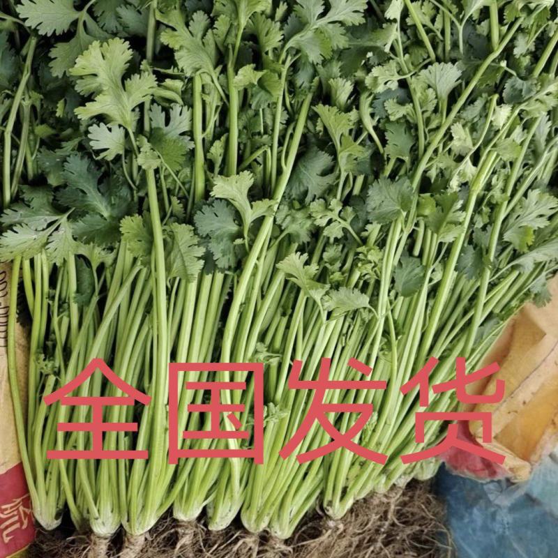 精品香菜，铁杆青，大叶香菜，一手货源，质量好，货发全国