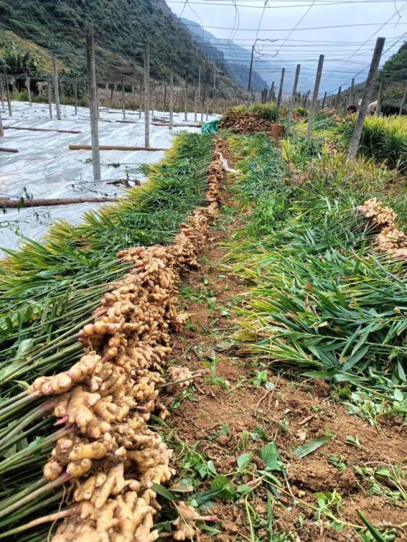 小黄姜大量现货量大从优价格优惠欢迎电话联系