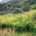 小黄姜大量现货量大从优价格优惠欢迎电话联系