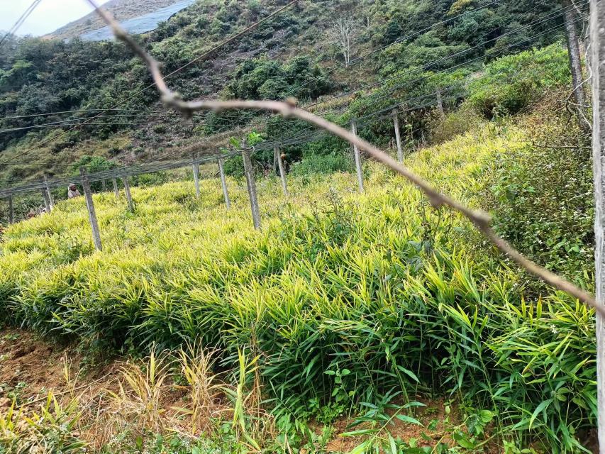 小黄姜与普通生姜植株对比图