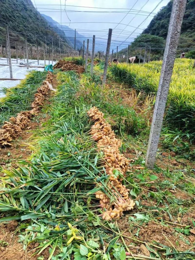 小黄姜大量现货量大从优价格优惠欢迎电话联系
