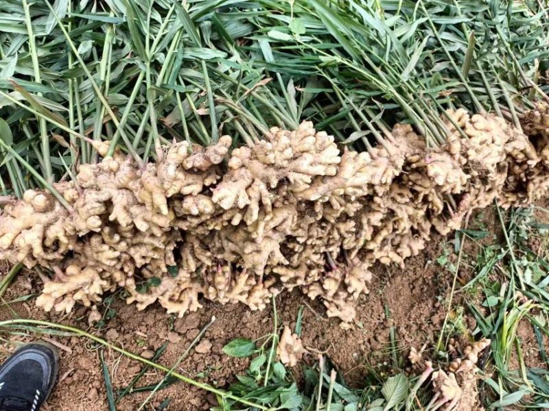 小黄姜大量现货量大从优价格优惠欢迎电话联系