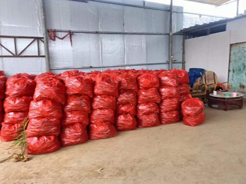 小黄姜大量现货量大从优价格优惠欢迎电话联系