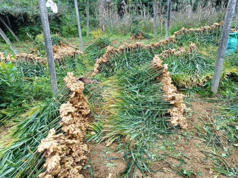 小黄姜大量现货量大从优价格优惠欢迎电话联系