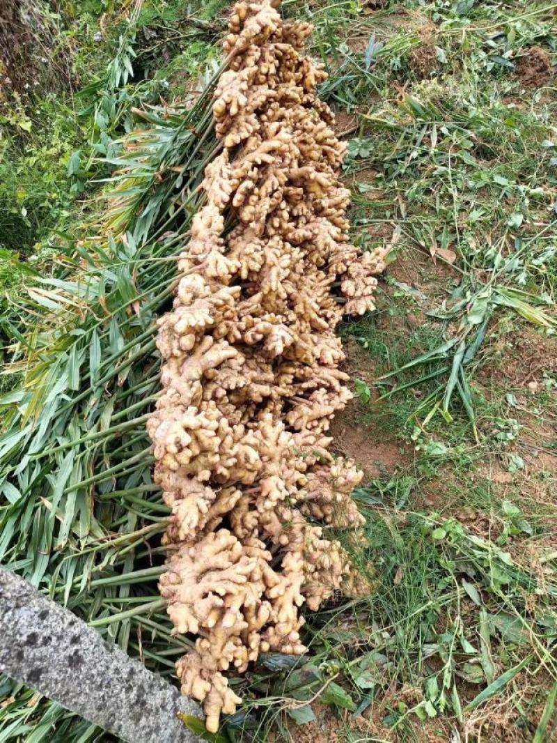 小黄姜大量现货量大从优价格优惠欢迎电话联系