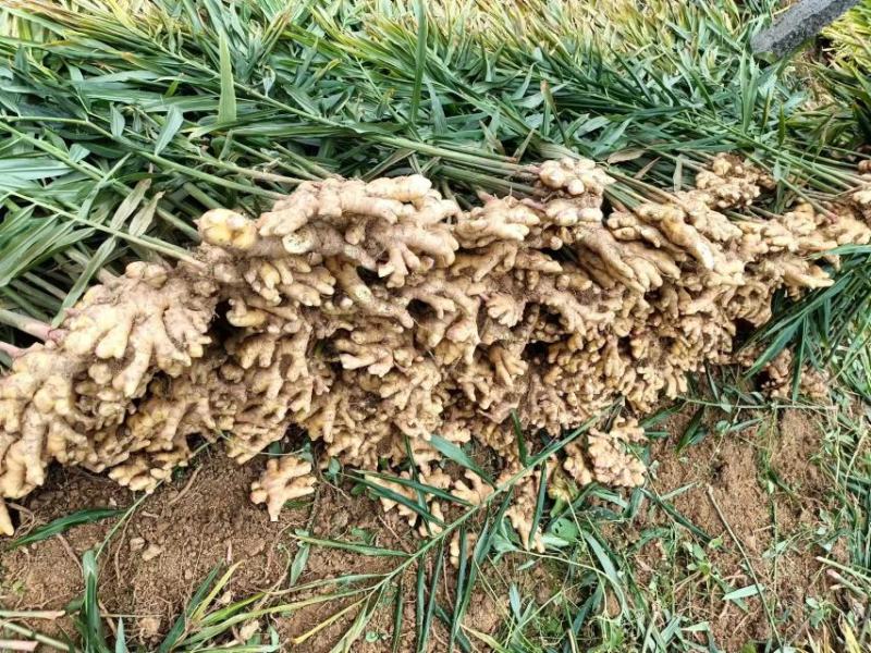 小黄姜大量现货量大从优价格优惠欢迎电话联系