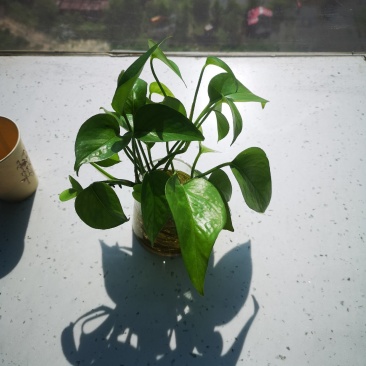 油菜籽