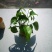 油菜籽