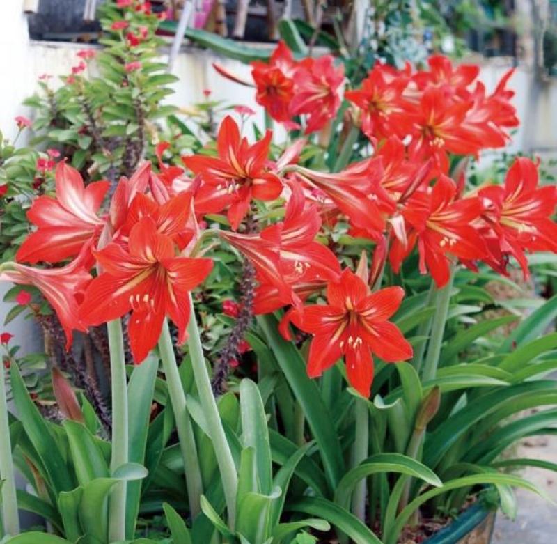 国产朱顶红种球多年生单瓣盆栽花卉室内外阳台庭院植物四季