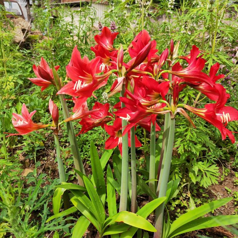 国产朱顶红种球多年生单瓣盆栽花卉室内外阳台庭院植物四季