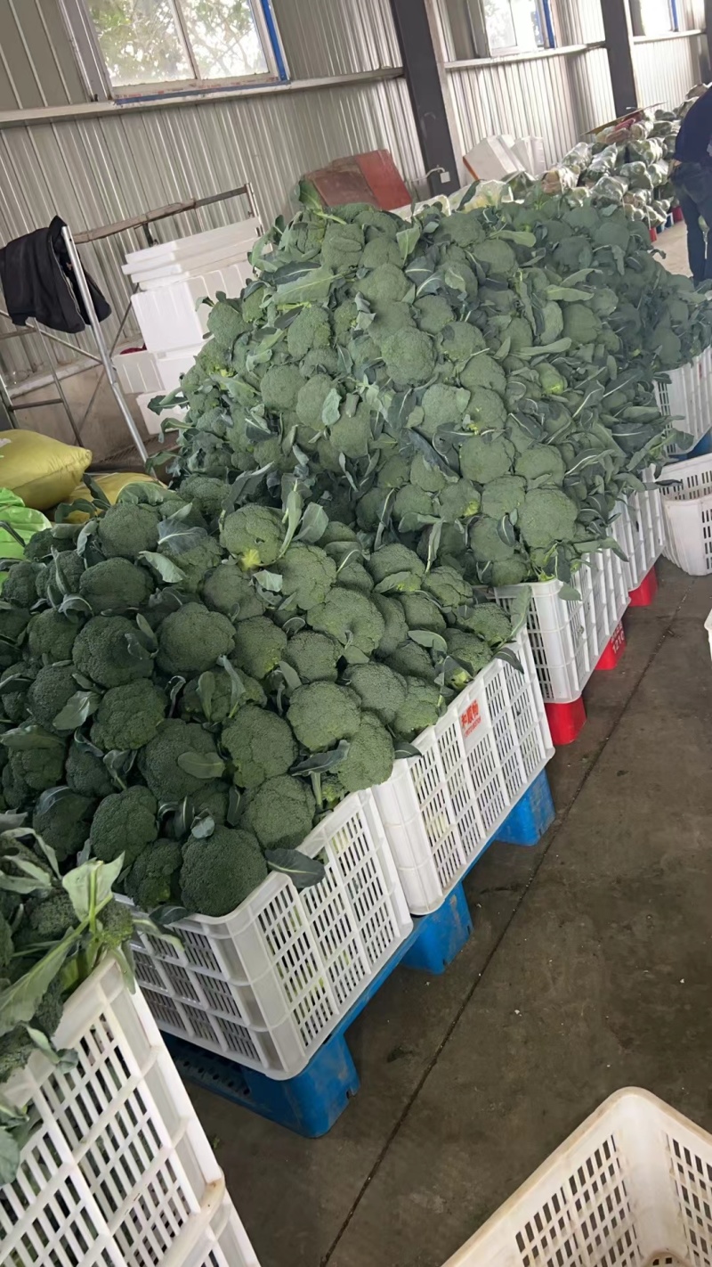 精选西兰花，产地直供，欢迎各大商超市场电商来电咨询