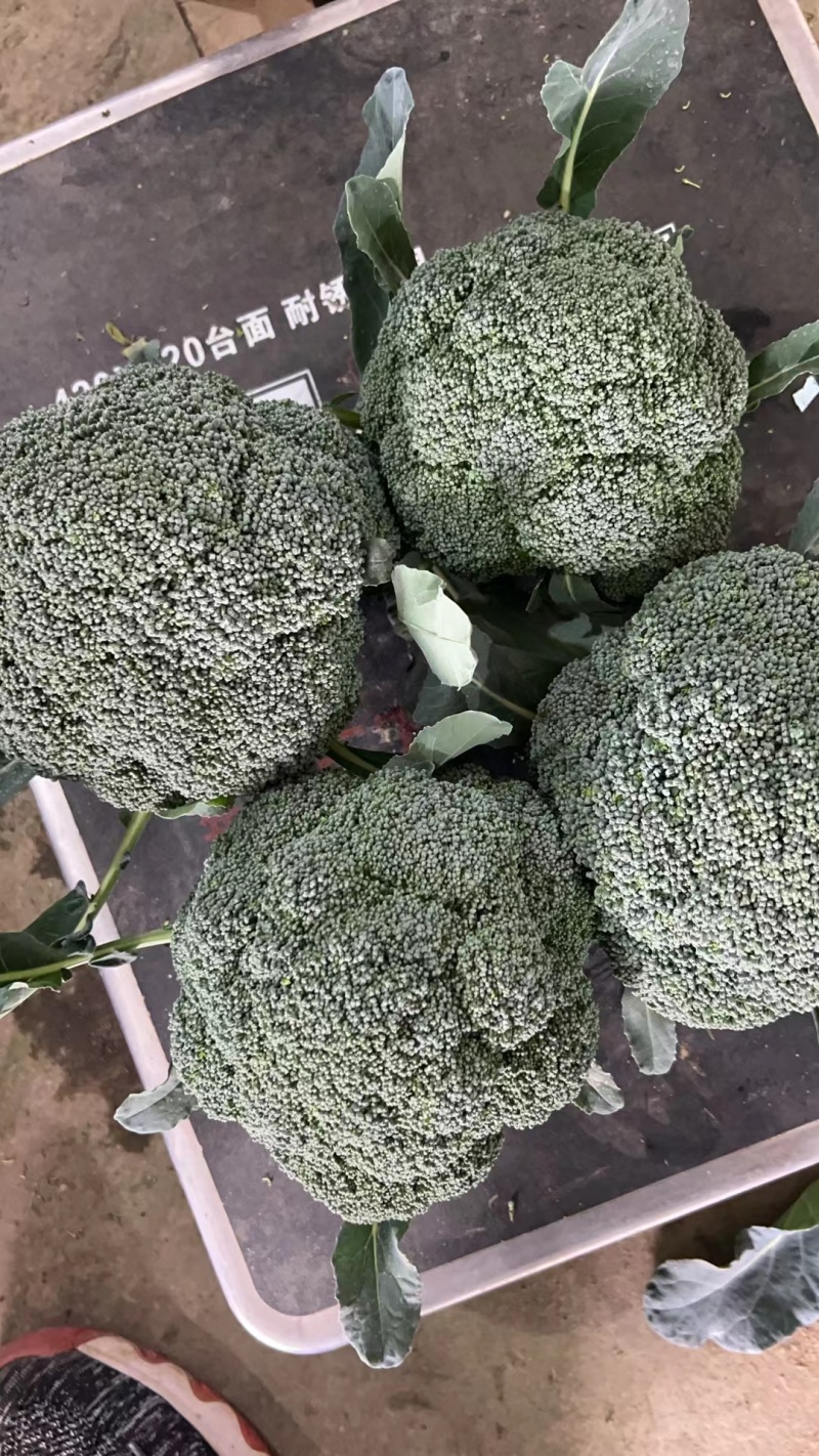 精选西兰花，产地直供，欢迎各大商超市场电商来电咨询