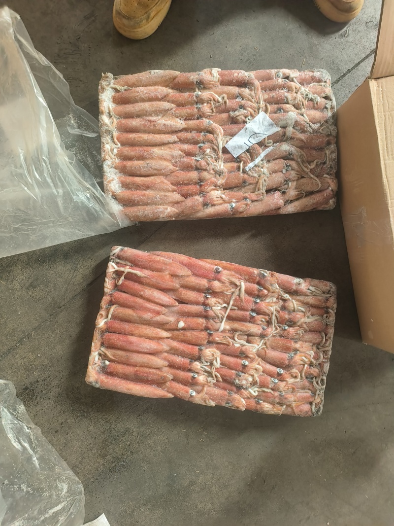 围网6号灯光6号船冻鱿鱼小管东山小管笔管锁管