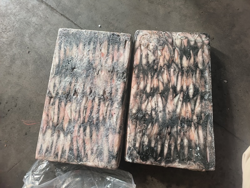 围网6号灯光6号船冻鱿鱼小管东山小管笔管锁管