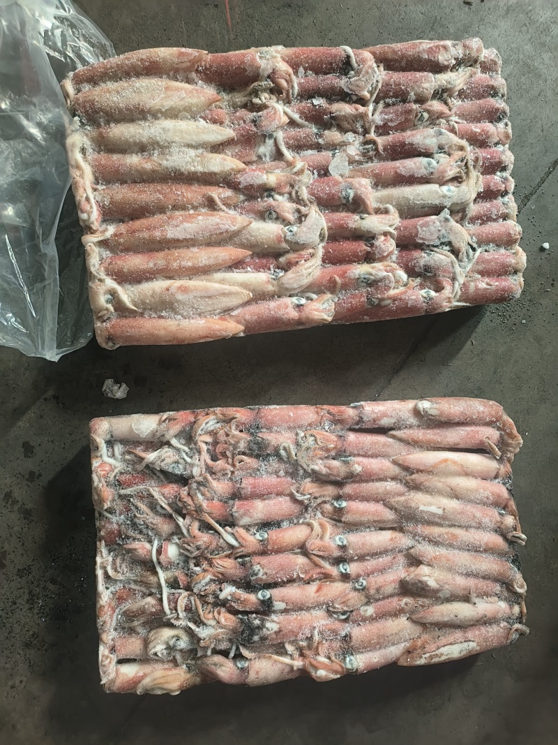 围网6号灯光6号船冻鱿鱼小管东山小管笔管锁管