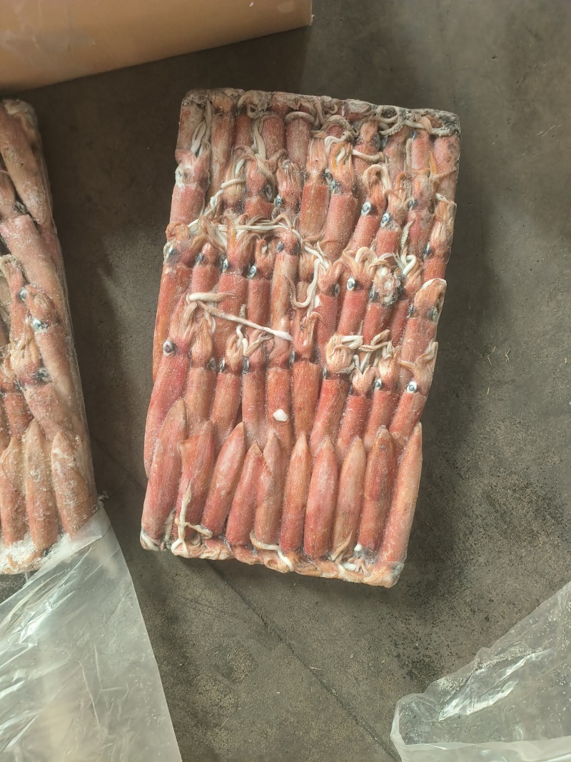 围网6号灯光6号船冻鱿鱼小管东山小管笔管锁管
