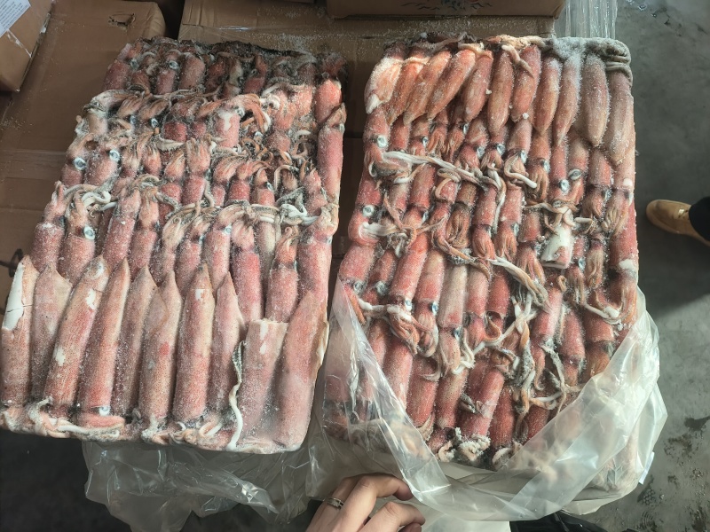 围网6号灯光6号船冻鱿鱼小管东山小管笔管锁管