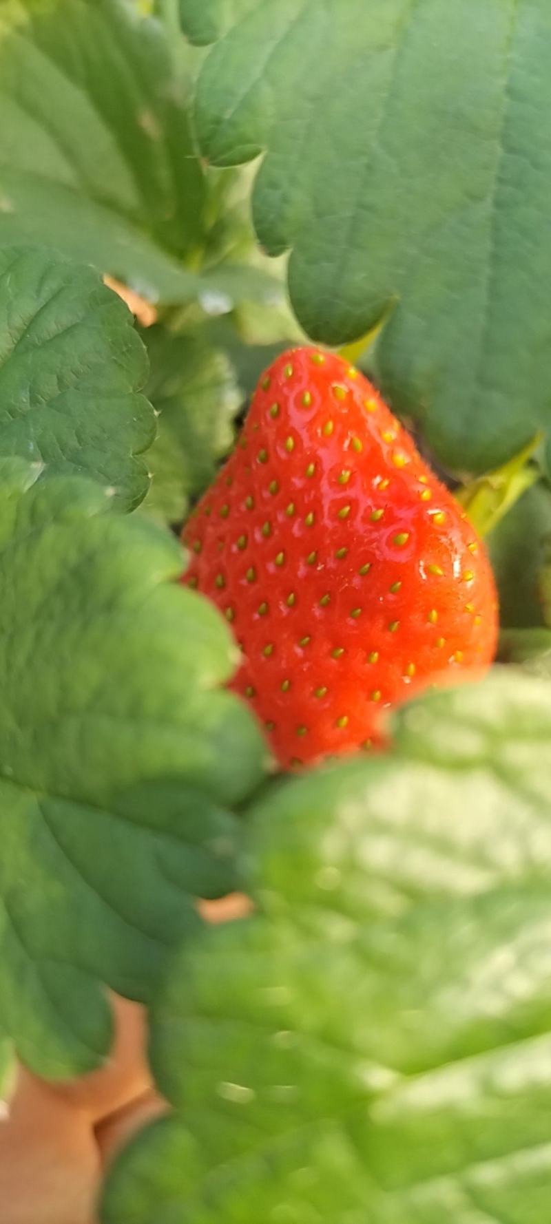 雪里香草莓