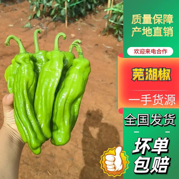 芜湖椒广东辣椒，精品辣椒大量货源上市，价格优惠