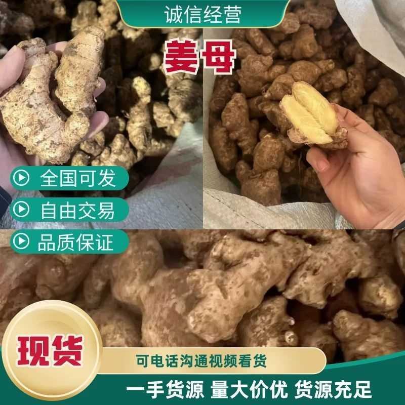 过筛姜母电商批发药厂加工厂一手货源价格低一条龙服务