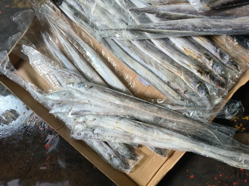 条冻带鱼B带破度带鱼钓带鱼200/300