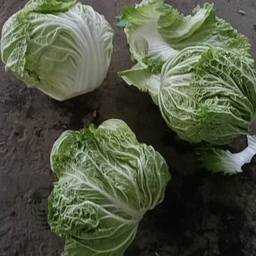 【白菜】河南大白菜大量上市产地直发一手货源可视频看货电联