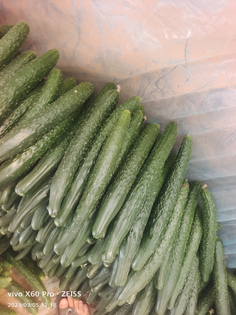 【新品上市】精品黄瓜二级瓜大量供应电商货食堂货，工厂