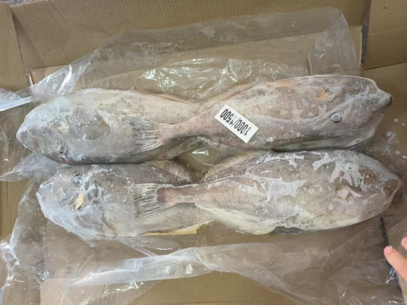 马面鱼原条马面鱼1000/1500白皮马面鱼