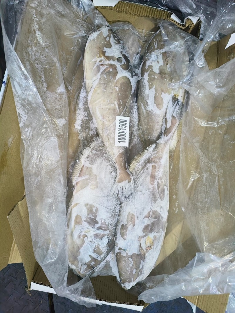 马面鱼原条马面鱼1000/1500白皮马面鱼
