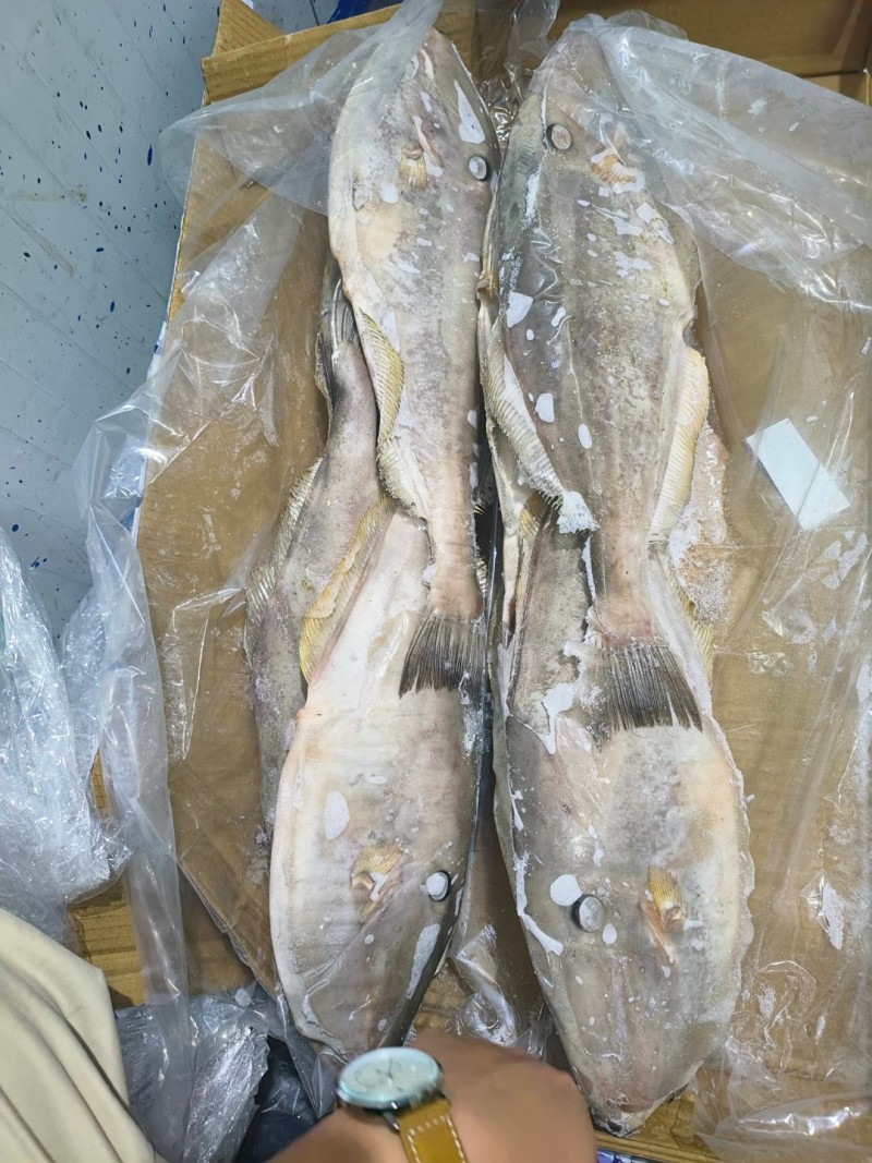 马面鱼原条马面鱼1000/1500白皮马面鱼