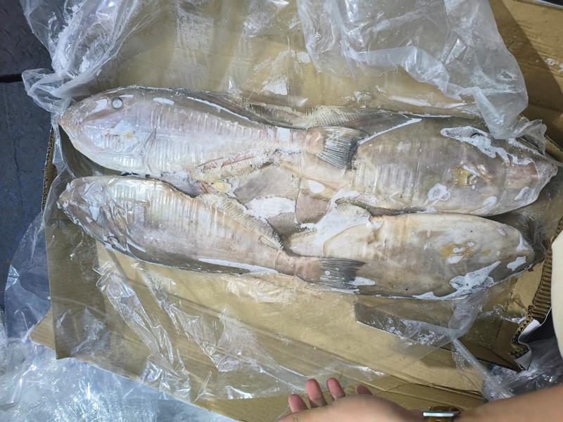 马面鱼原条马面鱼1000/1500白皮马面鱼