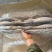 马面鱼原条马面鱼1000/1500白皮马面鱼