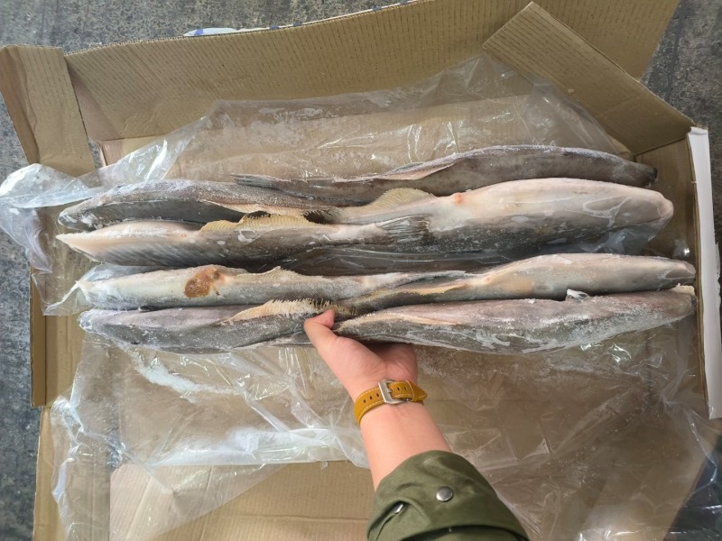 马面鱼原条马面鱼1000/1500白皮马面鱼