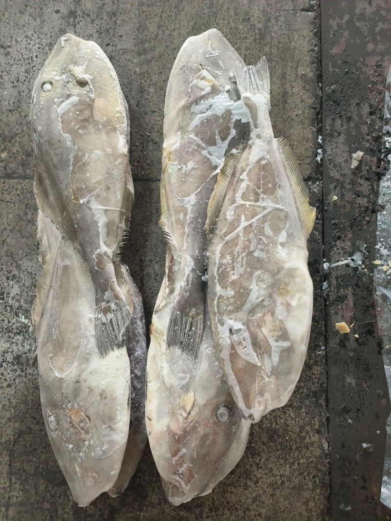 马面鱼原条马面鱼1000/1500白皮马面鱼