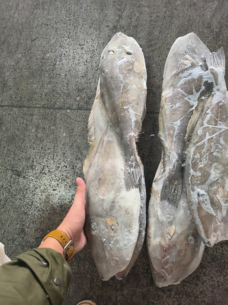 马面鱼原条马面鱼1000/1500白皮马面鱼