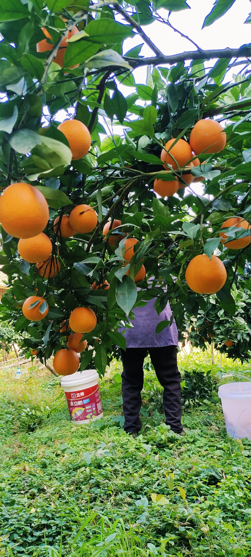 湖南纽荷尔脐橙原产地果农直销可视频看货可代办代发诚信经营