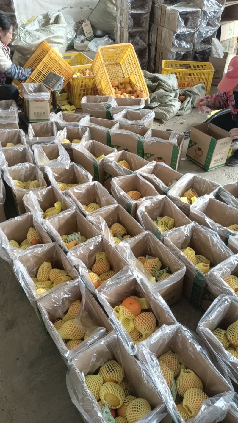 【推荐】广西恭城精品脆柿，支持视频看货价格真实